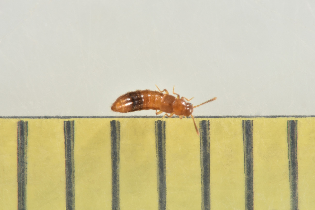 Staphylinidae:  Geostiba sp?